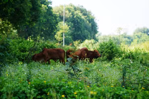 Mặt bằng 3241 tại phường Đông Hải, TP Thanh Hóa đang trở thành nơi chăn thả bò. (Ảnh: HĐ)