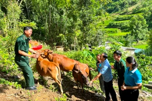 Hỗ trợ bò sinh sản cho phụ nữ nghèo ở xã Mường Chanh, Mường Lát (Thanh Hóa). Ảnh: TL.