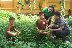 Vườn rau xanh của trẻ mầm non huyện Nam Sách, tỉnh Hải Dương.