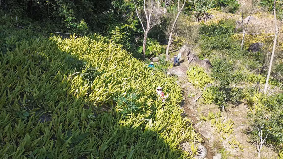 trong-nghe.jpg