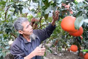 Trước Tết vài tháng, gia đình ông Tư được thương lái đặt mua 50% số quả trong vườn.