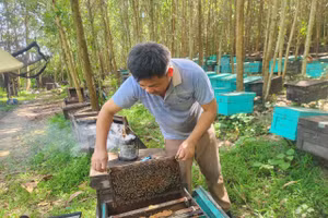 Anh Đỗ Đức Sang đã hơn 10 năm gắn bó với nghề nuôi ong du mục. 