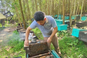 Anh Đỗ Đức Sang đã hơn 10 năm gắn bó với nghề nuôi ong du mục.