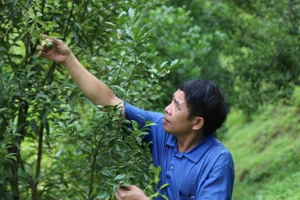 Ông Phan Văn Liều bên vườn cam 2 ha.