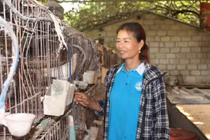 Bà Hà bên mô hình chim bồ câu Pháp.