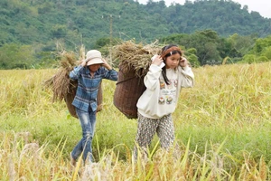 Người dân ấm no nhờ trồng nếp Cay Nọi.