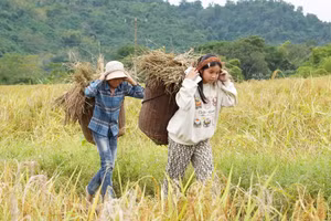 Người dân ấm no nhờ trồng nếp Cay Nọi.