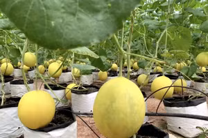 Vườn dưa cho thu nhập tiền tỷ của gia đình ông Công.