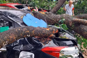 Ô tô trong sân Trung tâm GDNN-GDTX huyện Hà Trung bị cành cây gãy đè bẹp.