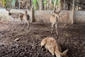 Cô Giang đã bén duyên với nghề nuôi hươu 5 năm.