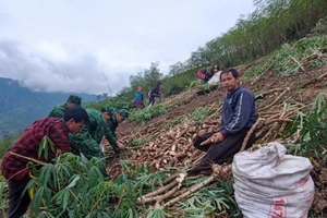 Năm 2023, người dân Mường Lát có nguồn thu nhập hơn 100 tỷ đồng từ cây sắn.