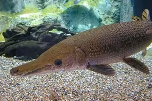 10n người ngộ độc do ăn trứng cá phúc lộc thọ. (Ảnh minh hoạ)