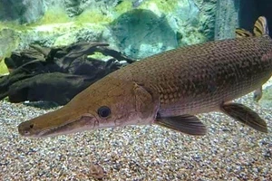 10n người ngộ độc do ăn trứng cá phúc lộc thọ. (Ảnh minh hoạ)