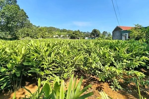 Cây riềng được ví là cây "vàng xanh"mang lại hiệu quả kinh tế cao.