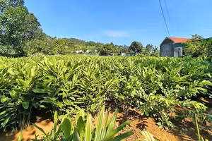 Cây riềng được ví là cây "vàng xanh"mang lại hiệu quả kinh tế cao.