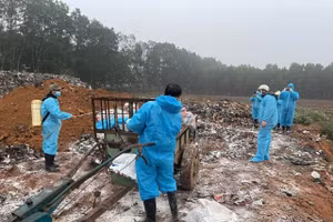 Thanh Hoá tiêu huỷ hàng nghìn con lợn mắc bệnh.