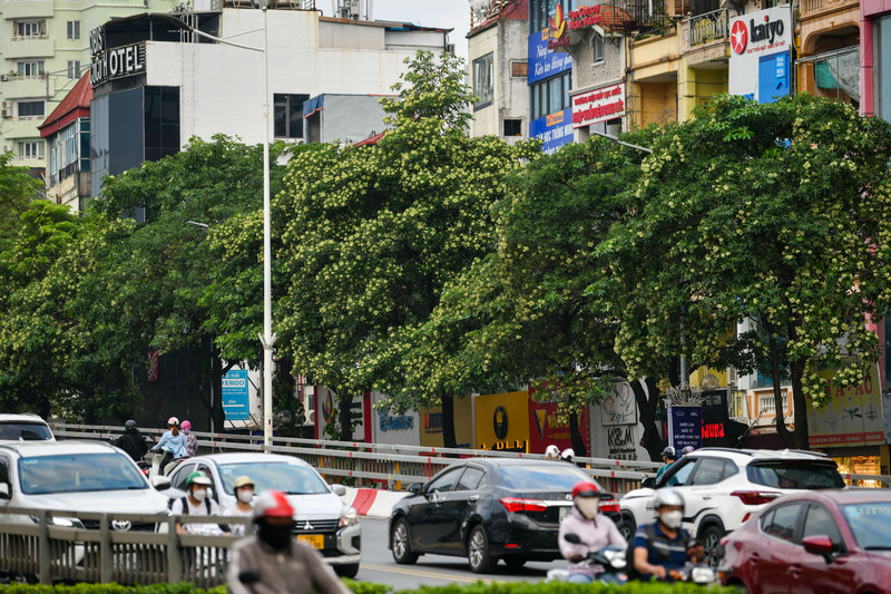 Hà Nội nồng nàn hương hoa sữa