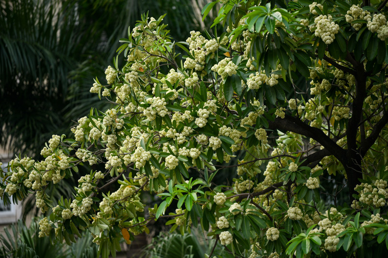 Hà Nội nồng nàn hương hoa sữa