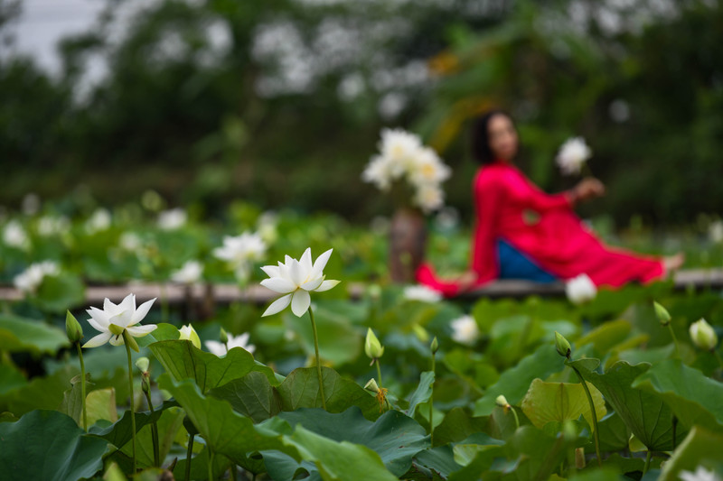 Ngắm đầm sen trắng giữa lòng Hà Nội 