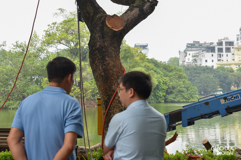 Chặt hạ 3 cây sưa đỏ chết khô ven hồ Gươm