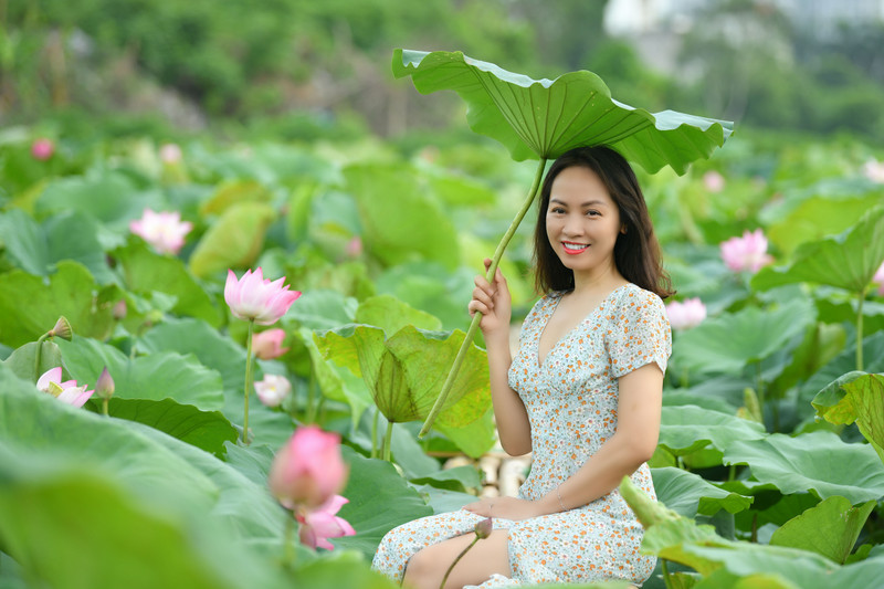 Ngắm đầm sen lâu năm bung nở giữa lòng Hà Nội