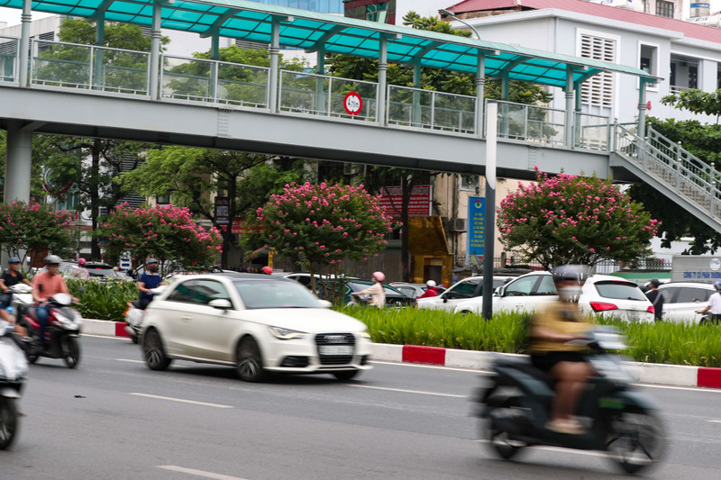 Ngắm hoa tường vi cánh mỏng tại con đường đẹp nhất Thủ đô