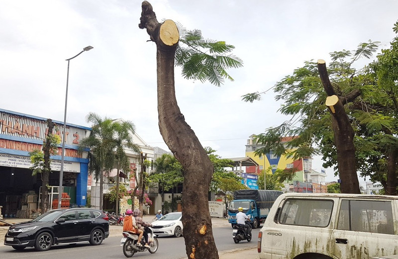 Tại sao hàng loạt cây xanh ở Huế bị cắt trụi cành giữa trời nắng?