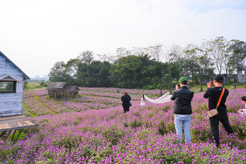 Đẹp ngỡ ngàng cánh đồng hoa bách nhật nở rộ như trời Âu giữa lòng Hà Nội