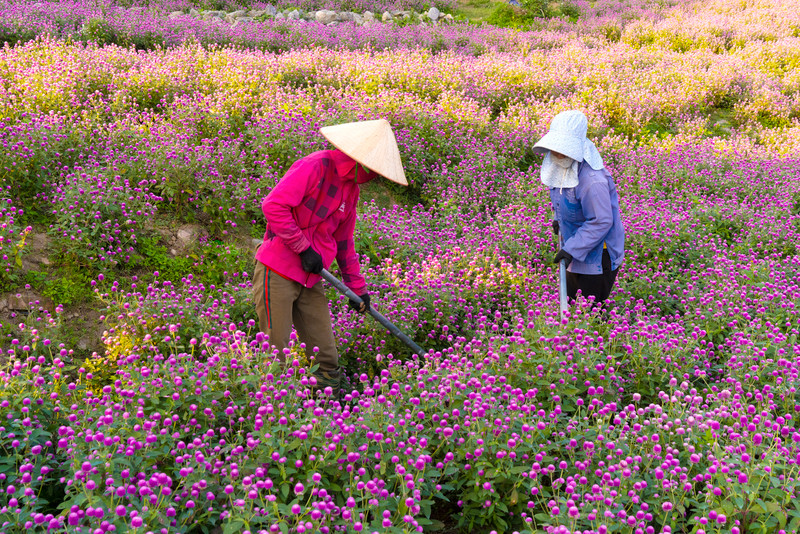 Đẹp ngỡ ngàng cánh đồng hoa bách nhật nở rộ như trời Âu giữa lòng Hà Nội