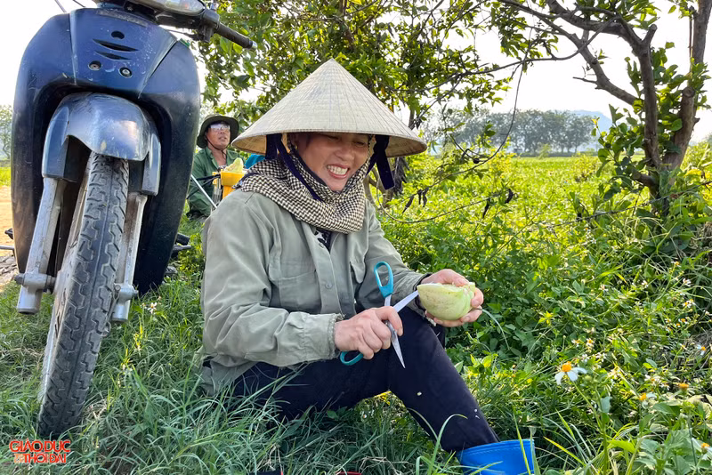 Nông dân ở Nghệ An 'đội nắng' thu hoạch dưa lê