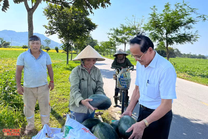 Nông dân ở Nghệ An 'đội nắng' thu hoạch dưa lê