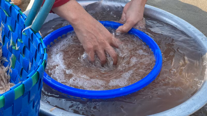 Ngư dân Quảng Ngãi thu tiền triệu mỗi ngày nhờ ruốc biển