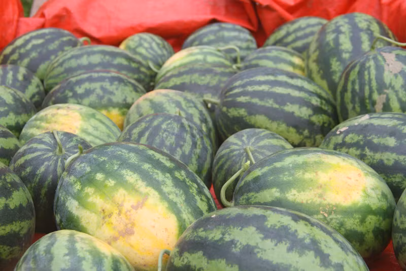 Người dân Nghệ An phấn khởi ra đồng thu hoạch dưa hấu