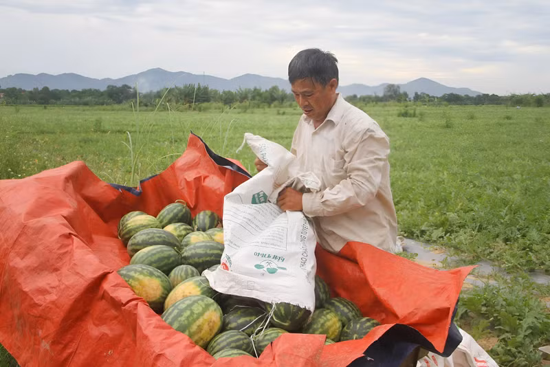 Người dân Nghệ An phấn khởi ra đồng thu hoạch dưa hấu