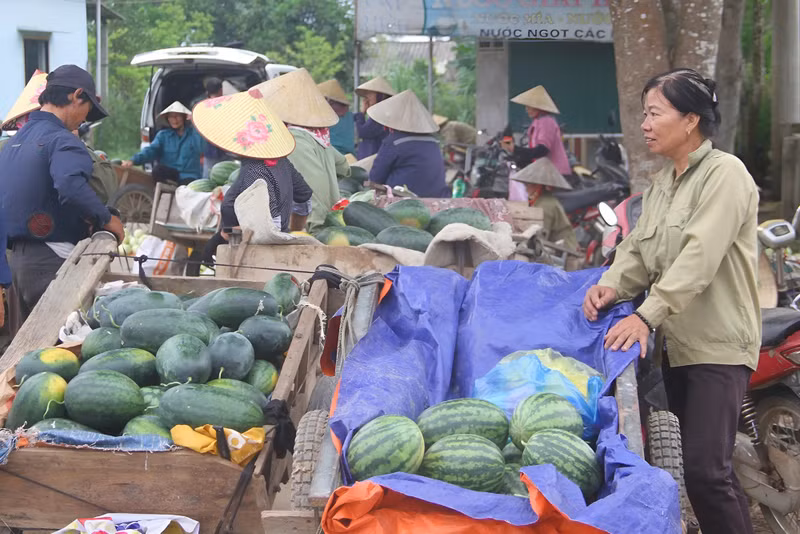 Người dân Nghệ An phấn khởi ra đồng thu hoạch dưa hấu