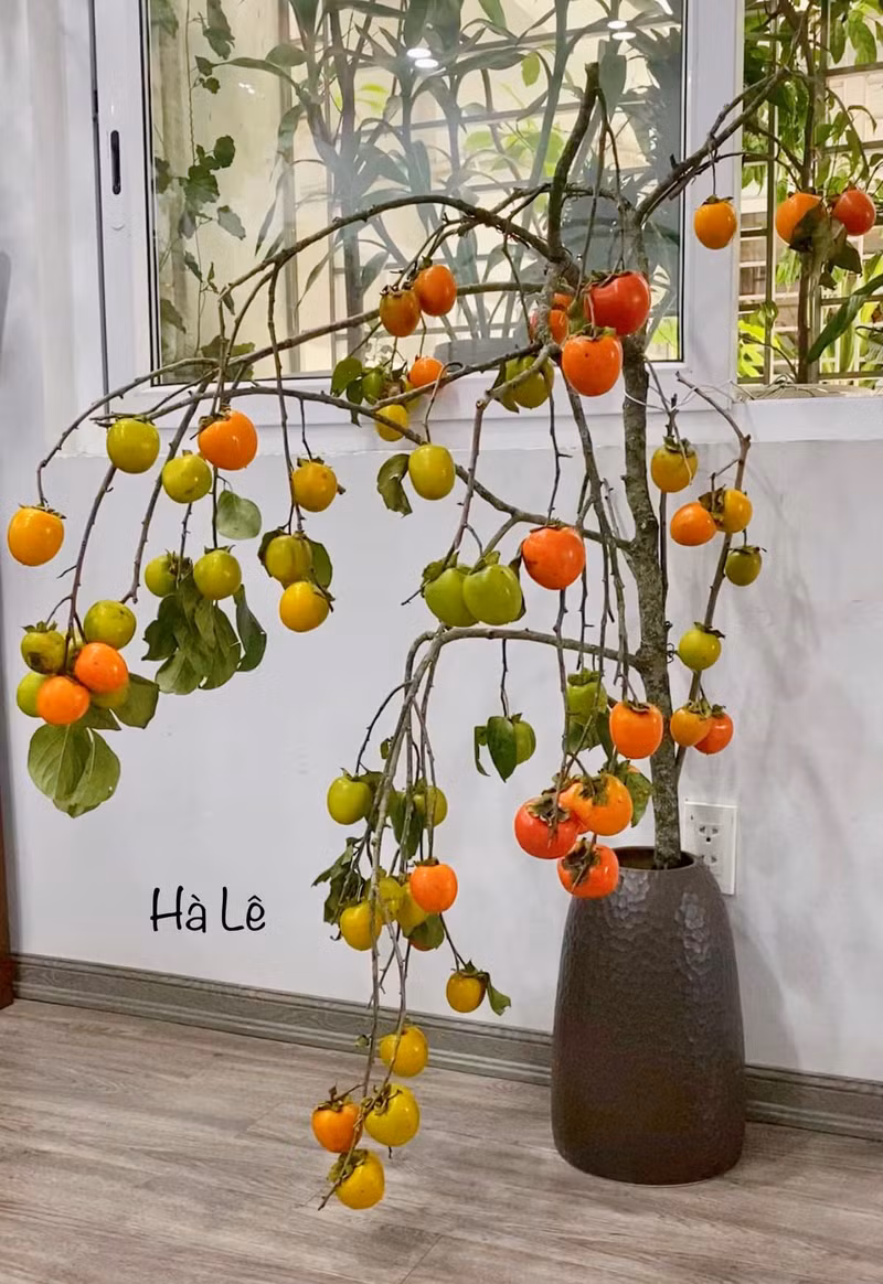 Ngoài ra, khi cắm cành hồng nhiều người sẽ có cảm giác mùa Trung thu đã đến rất gần. Những cành hồng quả cắm bình đẹp mê mẩn, mang cả mùa Thu vào nhà