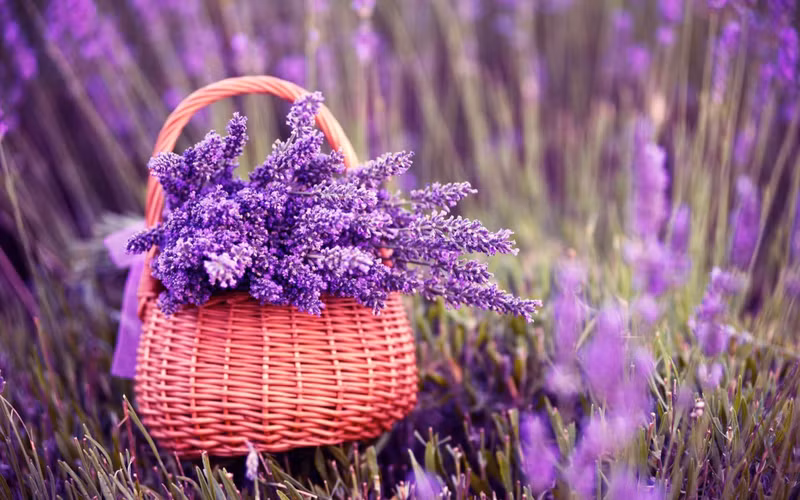 Gợi ý những mẫu hoa đẹp chúc mừng ngày 20/10 