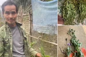 Đặng Dùn Quáng cùng số tang vật là cây thuốc phiện. Ảnh: Công an tỉnh Tuyên Quang