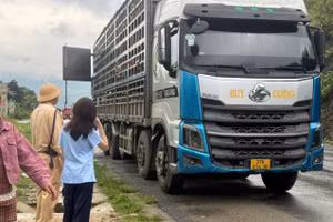 Đoàn công tác kiểm tra xe tải vận chuyển 192 con lợn. (Ảnh: Chi cục QLTT Phú Thọ)