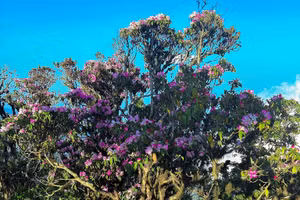 Cây hoa đỗ quyên có tuổi đời hàng trăm năm ở Tây Côn Lĩnh. 