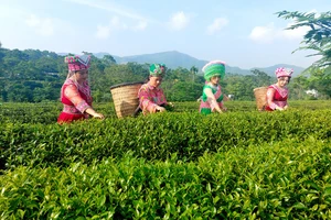 Đồng bào dân tộc Mông thôn Mỹ Hoa thu hái chè. Ảnh: Bàn Thanh