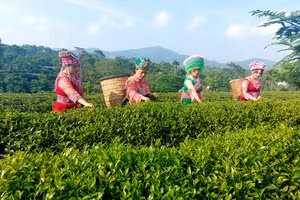 Đồng bào dân tộc Mông thôn Mỹ Hoa thu hái chè. Ảnh: Bàn Thanh