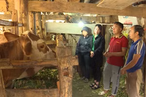 Huyện Đồng Văn hỗ trợ con giống sản xuất, tạo sinh kế để các hộ nghèo, cận nghèo, hộ mới thoát nghèo ổn định cuộc sống và vươn lên thoát nghèo.