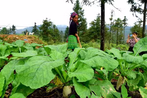 Nông dân Xín Mần trồng củ cải trắng liên kết với doanh nghiệp để tiêu thụ sản phẩm.