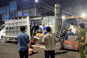 Số lợn chết được vận chuyển trên xe tải. Ảnh: QLTT Vĩnh Phúc