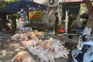 Số lợn không đảm bảo vệ sinh thú y bị phát hiện. (Ảnh: CACC)