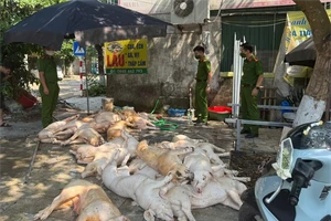 Số lợn không đảm bảo vệ sinh thú y bị phát hiện. (Ảnh: CACC)