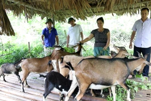 Mô hình nuôi dê sinh sản của gia đình bà Ma Thị Chiếu, thôn Ngọc Minh, xã Minh Quang (Lâm Bình). Ảnh: Xuân Cường