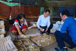 Lãnh đạo huyện Hoàng Su Phì kiểm tra chất lượng con giống hỗ trợ cho người dân. Ảnh: Đức Long