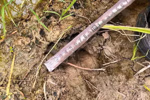 Dấu chân thú xuất hiện trên cánh đồng lúa tại Phú Thọ.